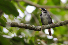 Arremon semitorquatus