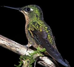 Heliodoxa rubricauda