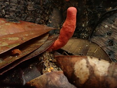 Trichoderma cornu-damae