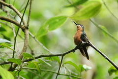 Heliodoxa rubricauda