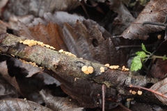 Hymenoscyphus salicellus