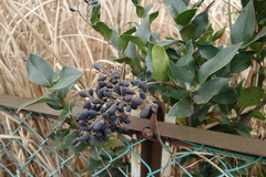 Ligustrum japonicum