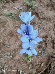 Aristea abyssinica