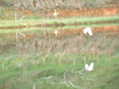 Pilherodius pileatus