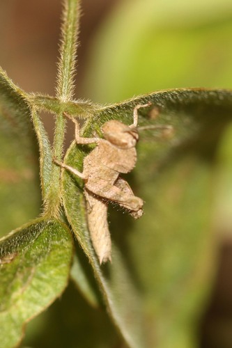 Notched Shield Grasshopper