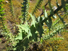 Berkheya cruciata