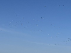 Pelecanus erythrorhynchos
