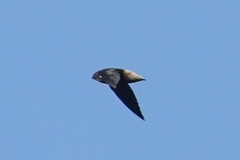 Chaetura brachyura