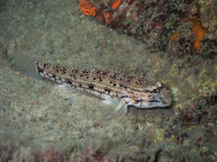 Istigobius