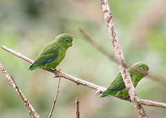 Forpus xanthopterygius