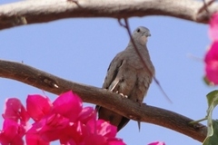 Columbina talpacoti