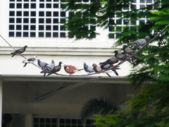 Columba livia domestica