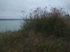 Apocynum venetum