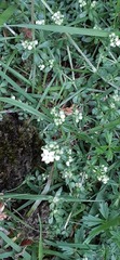 Galium saxatile