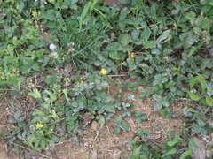 Erysiphe thuemenii