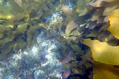 Pempheris klunzingeri