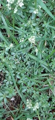Galium saxatile