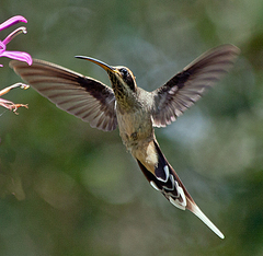 Phaethornis eurynome