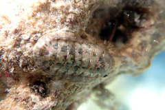 Ischnochiton ptychius