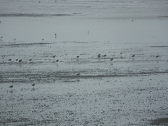Limosa