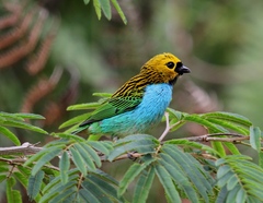 Tangara cyanoventris