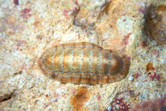 Ischnochiton cariosus