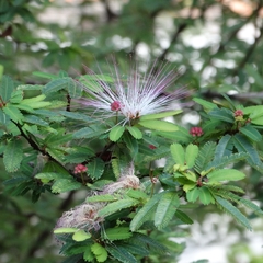 Calliandra selloi