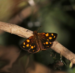 Metisella metis