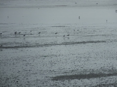 Limosa