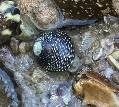 Chlorodiloma odontis