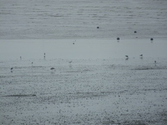 Limosa