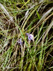 Lobelia flaccida