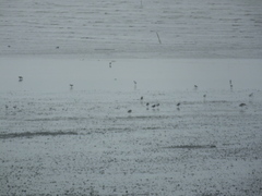 Limosa