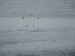 Limosa