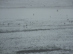 Limosa