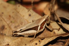 Phaeocatantops decoratus