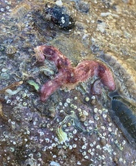 Allostichaster polyplax