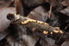 Hymenoscyphus salicellus