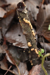 Hymenoscyphus salicellus