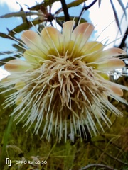 Protea caffra falcata