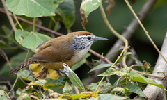 Pheugopedius felix lawrencii