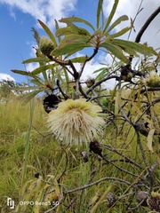 Protea caffra falcata
