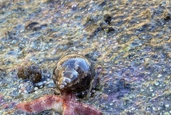 Phasianella australis
