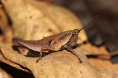 Catantopinae