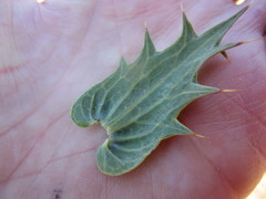 Berkheya cruciata
