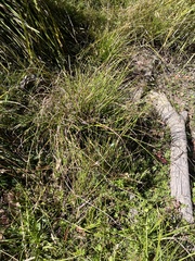 Juncus fockei