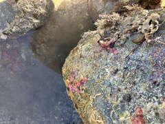 Allostichaster polyplax