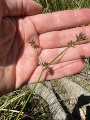 Juncus fockei