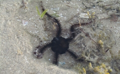 Ophiocoma scolopendrina
