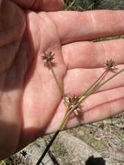 Juncus fockei